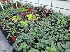 В Александров Гае стартовала акция «Курьеры добра»