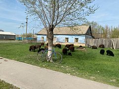 В Александров Гае пресекли незаконный выпас скота