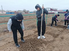 Жители Александров Гая высадили 80 саженцев деревьев