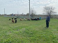 В Александров Гае пресекли незаконный выпас скота
