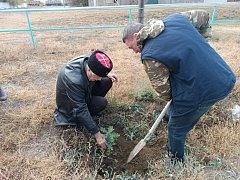 В Александров Гае высадили аллею дружбы