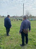 В Александров Гае пресекли незаконный выпас скота