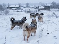 Администрация Александрово-Гайского района занимается проблемой бродячих собак
