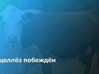 Очаги заболевания бруцеллёзом ликвидированы