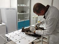 Александровогайские ветеринары спасли раненого степного орла