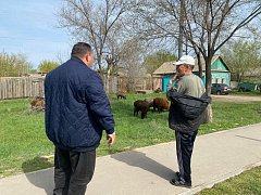 В Александров Гае пресекли незаконный выпас скота