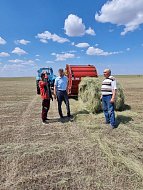 Сеноуборочная кампания набирает обороты в Ал-Гае