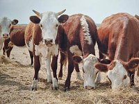 Алгайские животноводы получат средства на пополнение кормовой базы