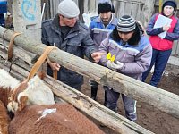 В животноводческой отрасли района начался зимне-стойловый период