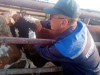 Александрово-Гайские ветеринары применили новую вакцину от бруцеллёза КРС