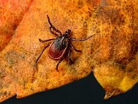 Александровогайские ветеринары напоминают об осенней активности клещей